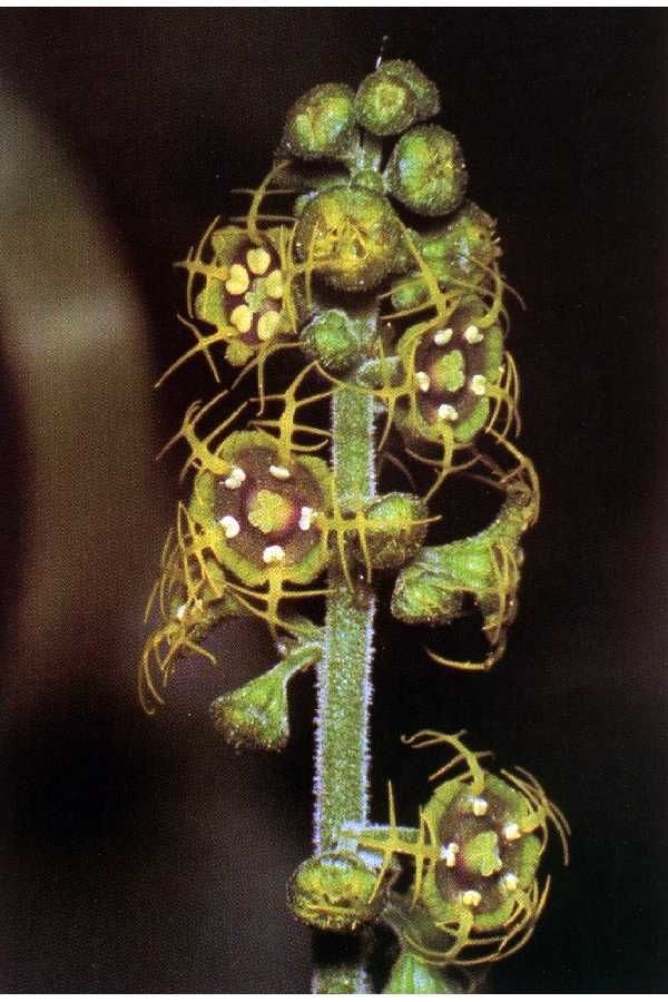 Mitella pentandra — search result for 'Saxifragaceae'