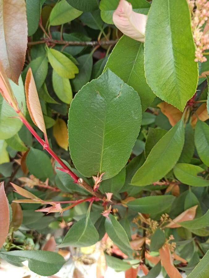 Photinia × floribunda leaf