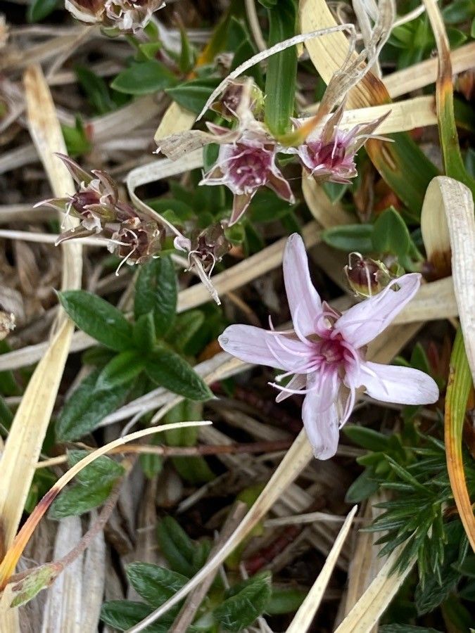Arenaria purpurascens flower