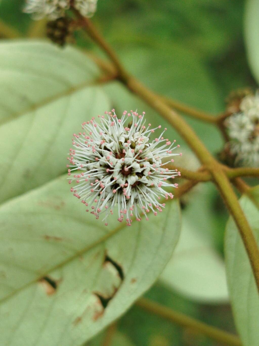 Combretum zenkeri flower