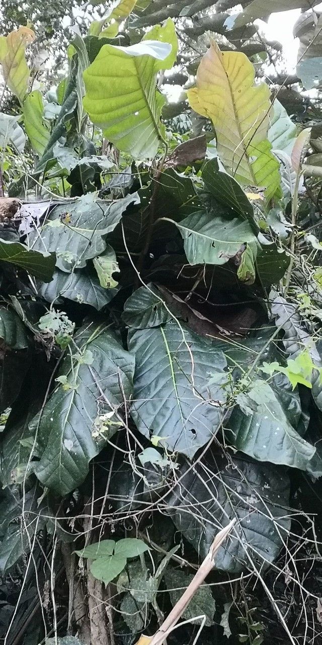 Ficus pandurata habit
