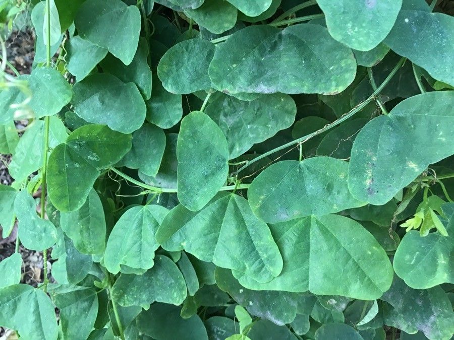 Passiflora murucuja leaf