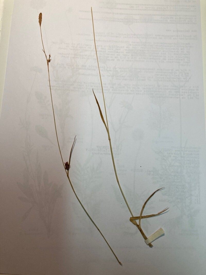 Carex lasiocarpa — houseplant care guide