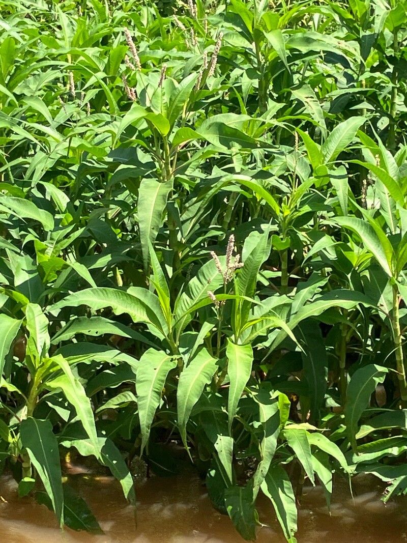 Persicaria ferruginea — houseplant care guide