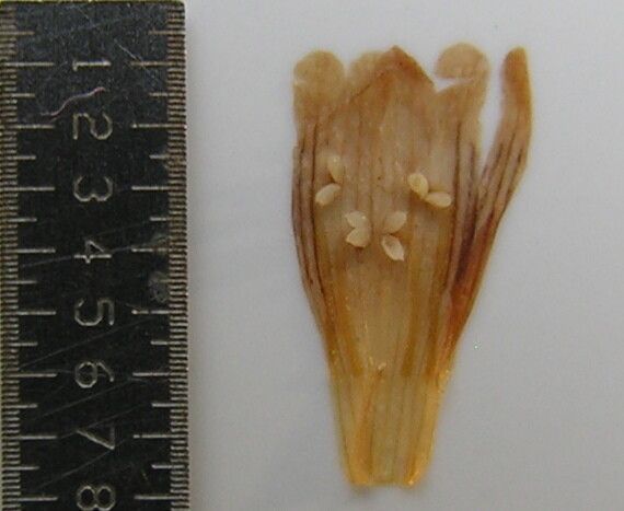 Staurogyne humilis other