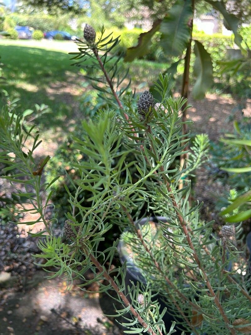 Leucadendron album leaf