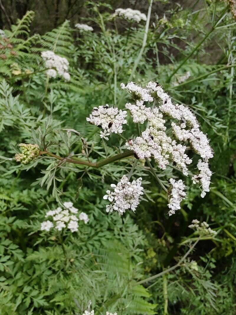 Daucus edulis flower