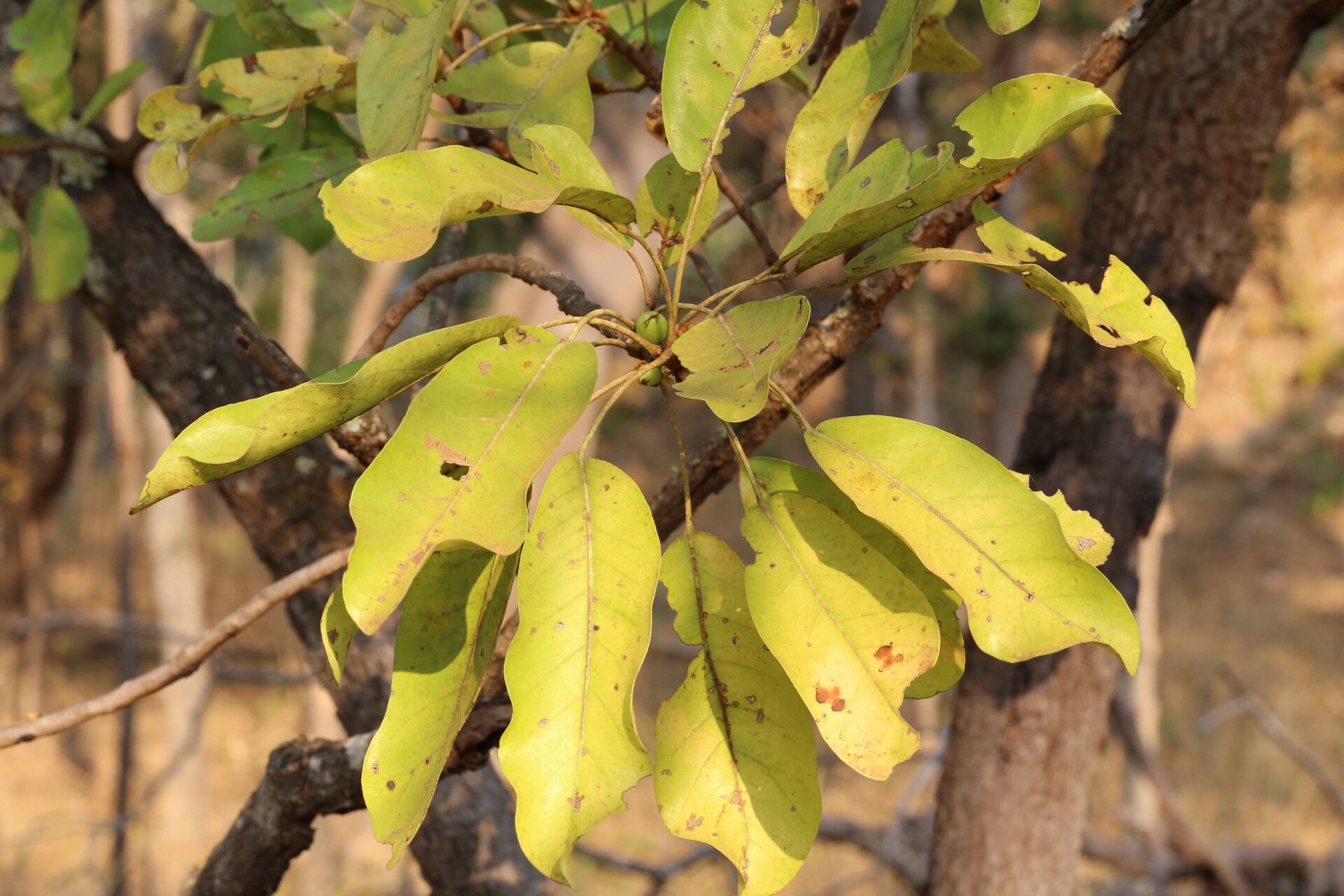 Uapaca nitida — houseplant care guide