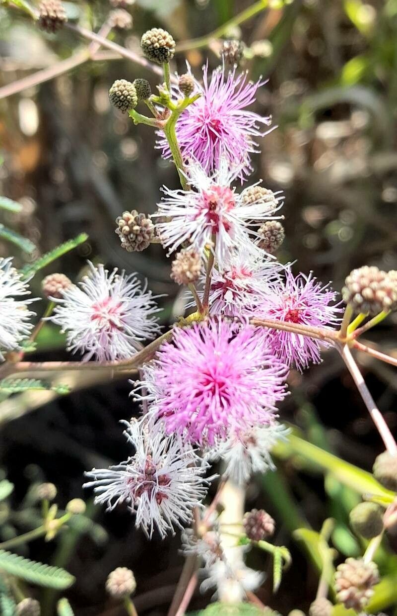 Mimosa bifurca flower