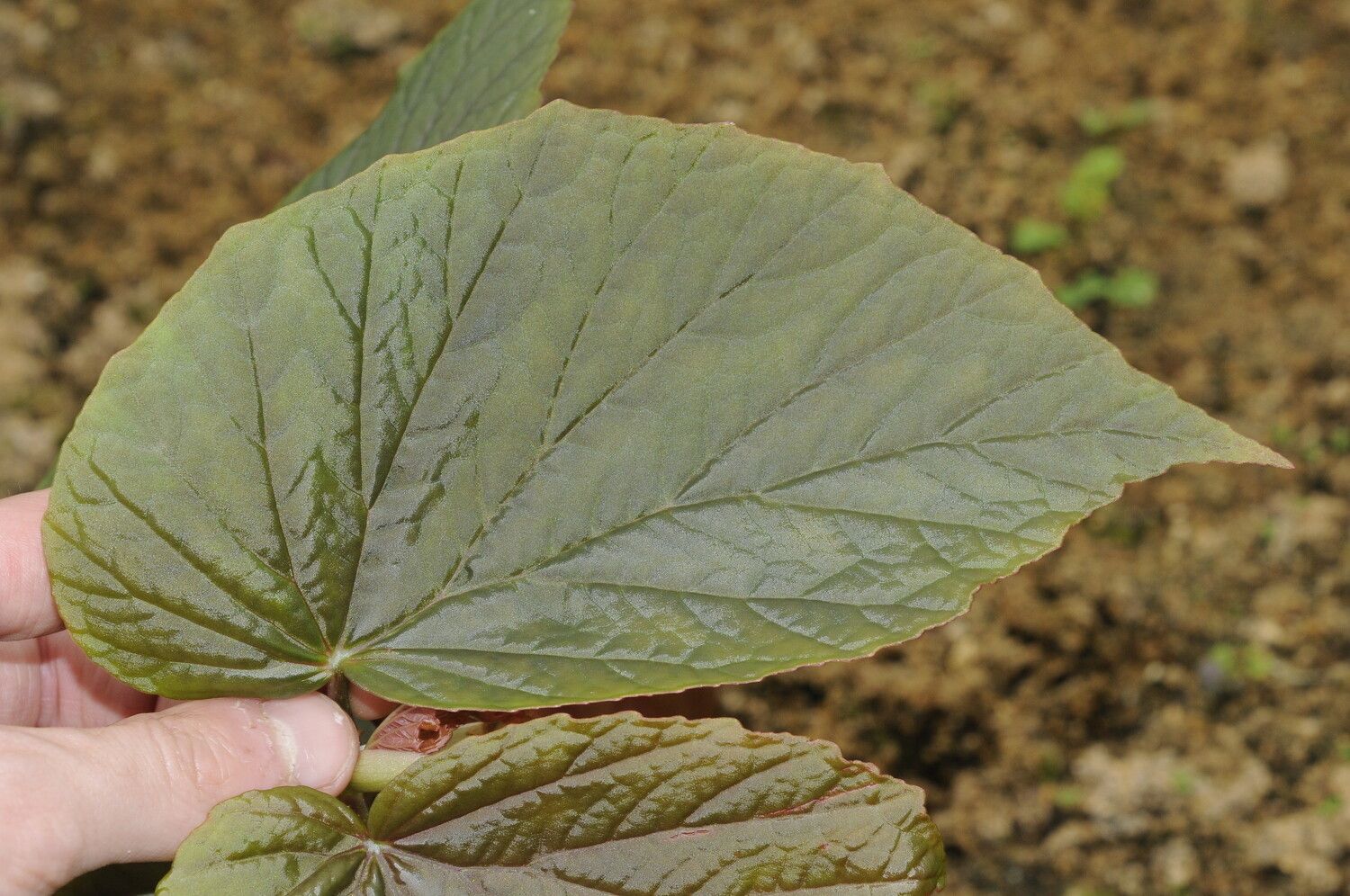 Begonia madecassa leaf