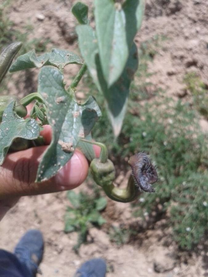 Aristolochia maurorum — search result for 'Aristolochia'
