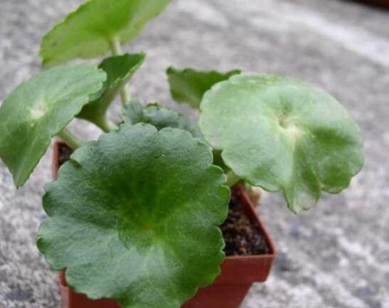 Crassula umbella — search result for 'Crassula'