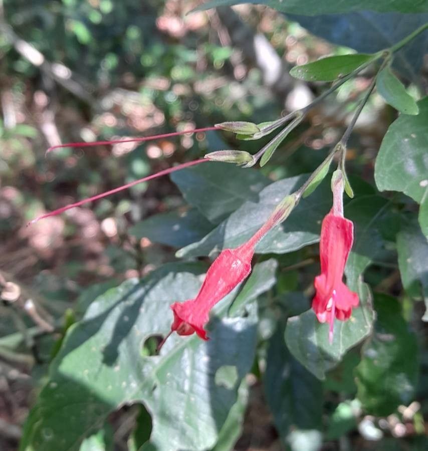 Ruellia angustiflora flower