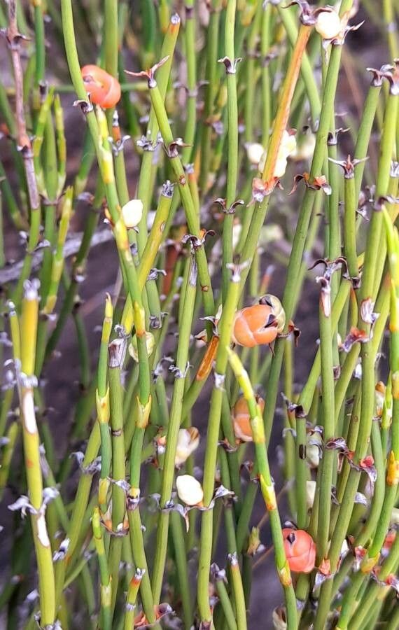 Ephedra triandra flower