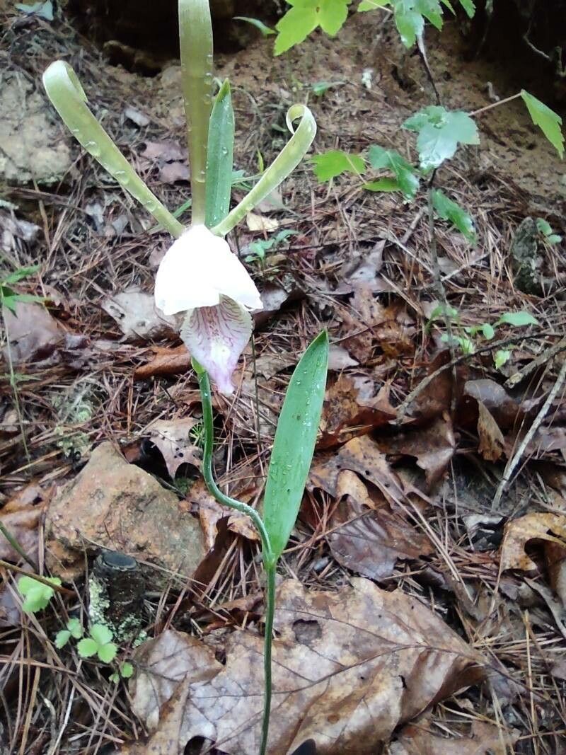 Cleistesiopsis divaricata flower