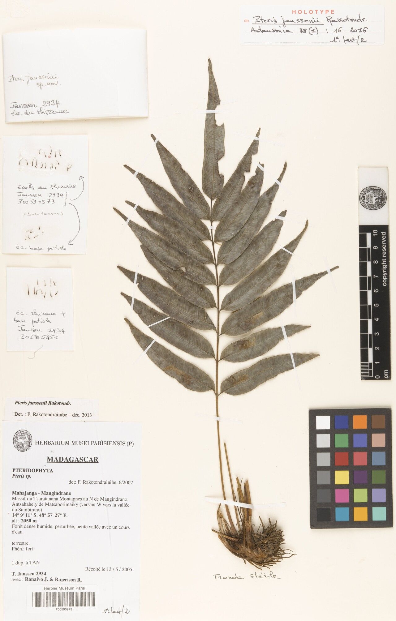 Pteris janssenii — search result for 'Pteris'