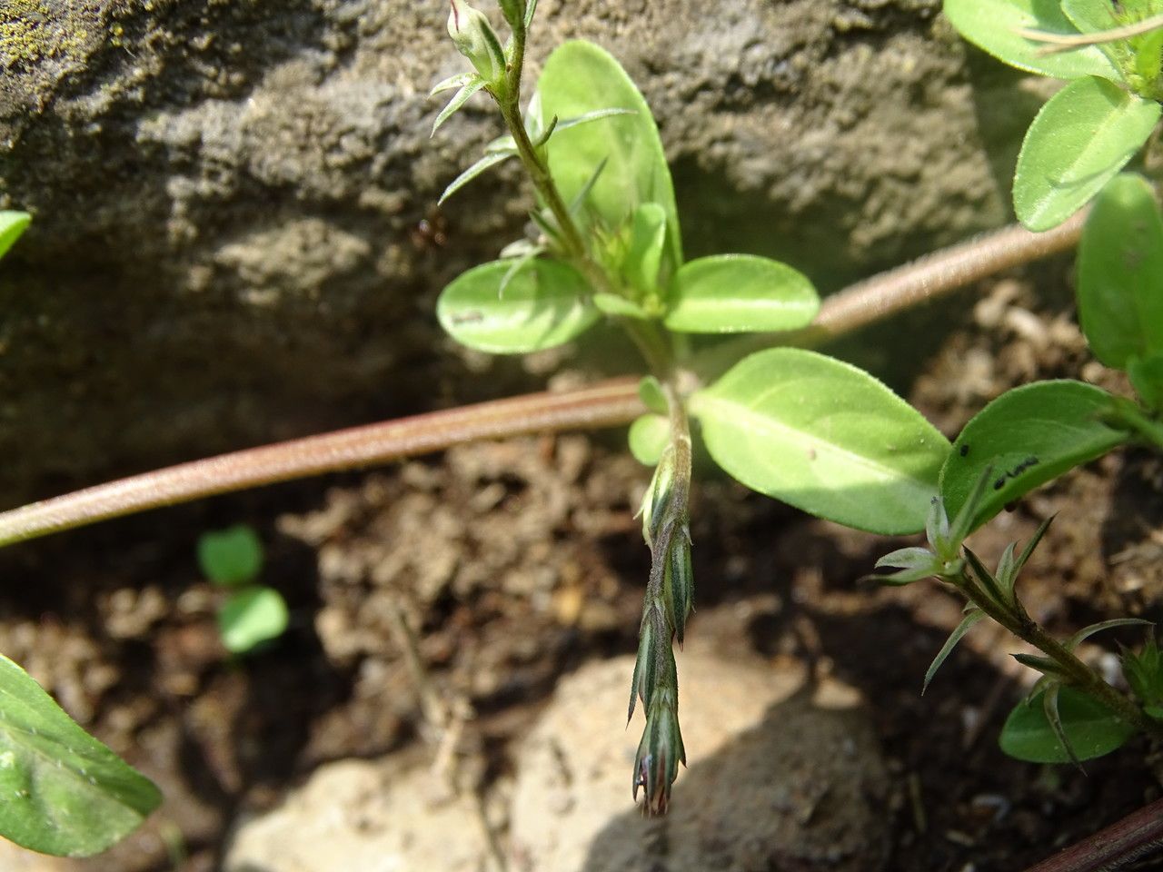 Justicia exigua bark