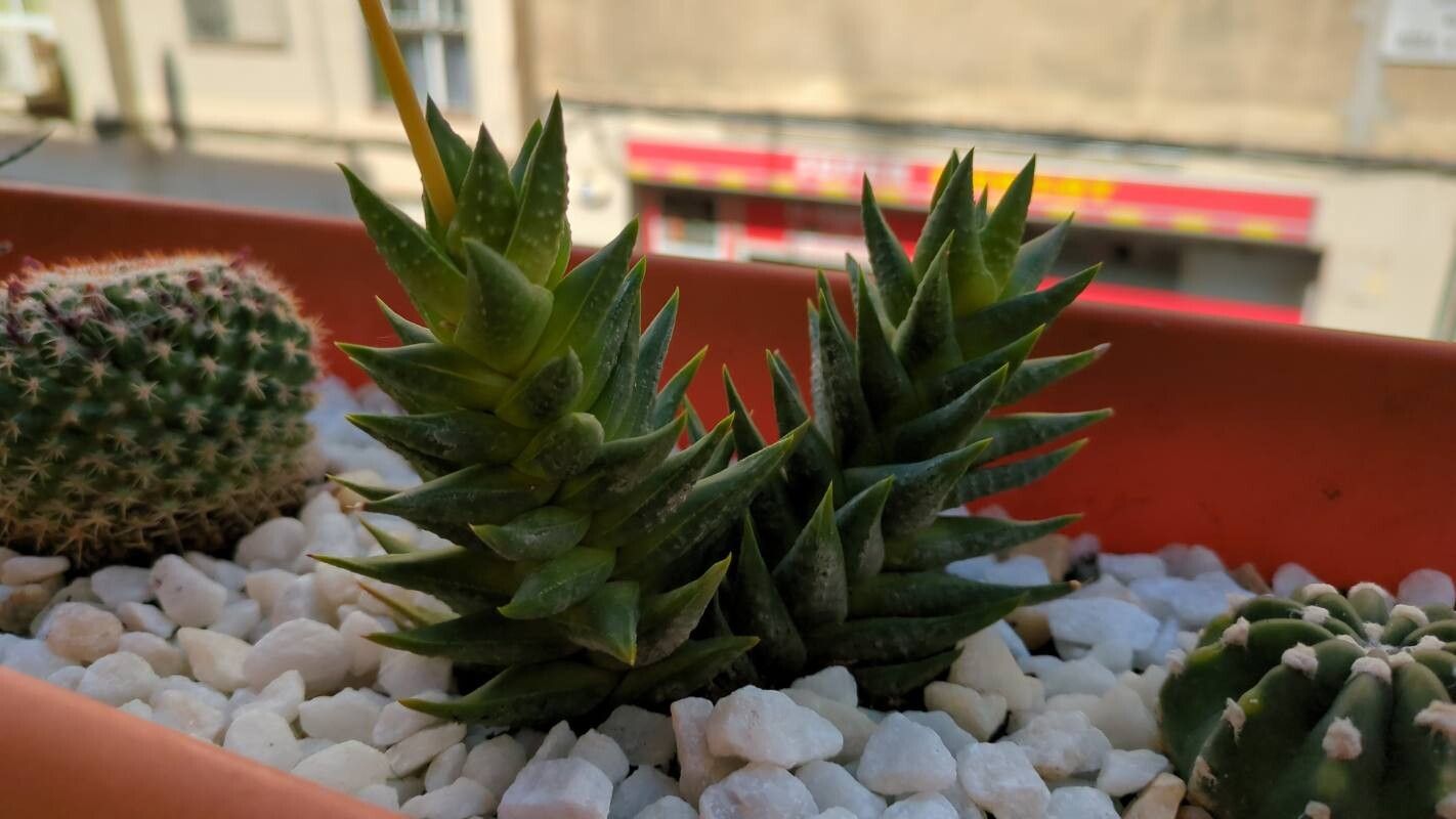 Haworthiopsis glauca bark