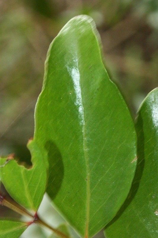 Pleurostylia pachyphloea — related species from the same genus