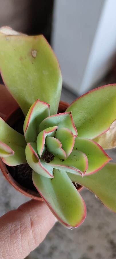Echeveria subrigida leaf