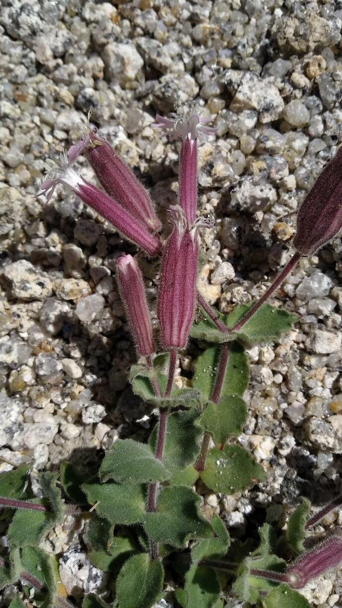 Silene foetida flower