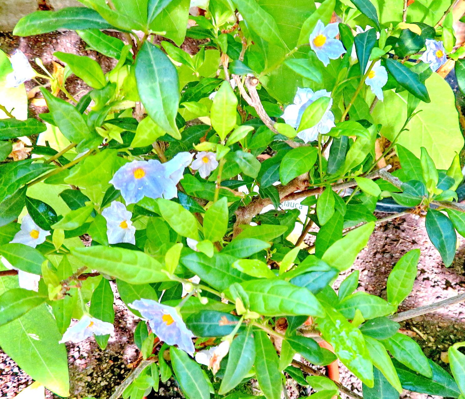 Solanum havanense habit