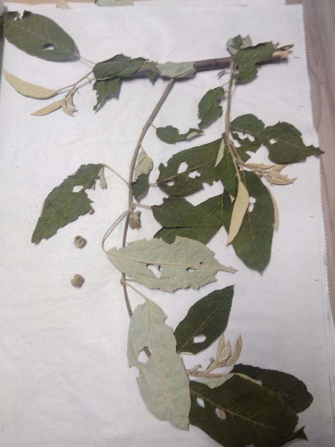 Croton floribundus leaf