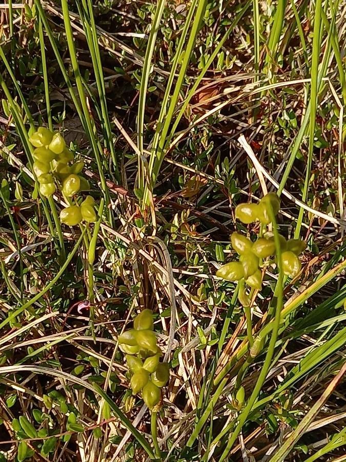 Scheuchzeria palustris fruit