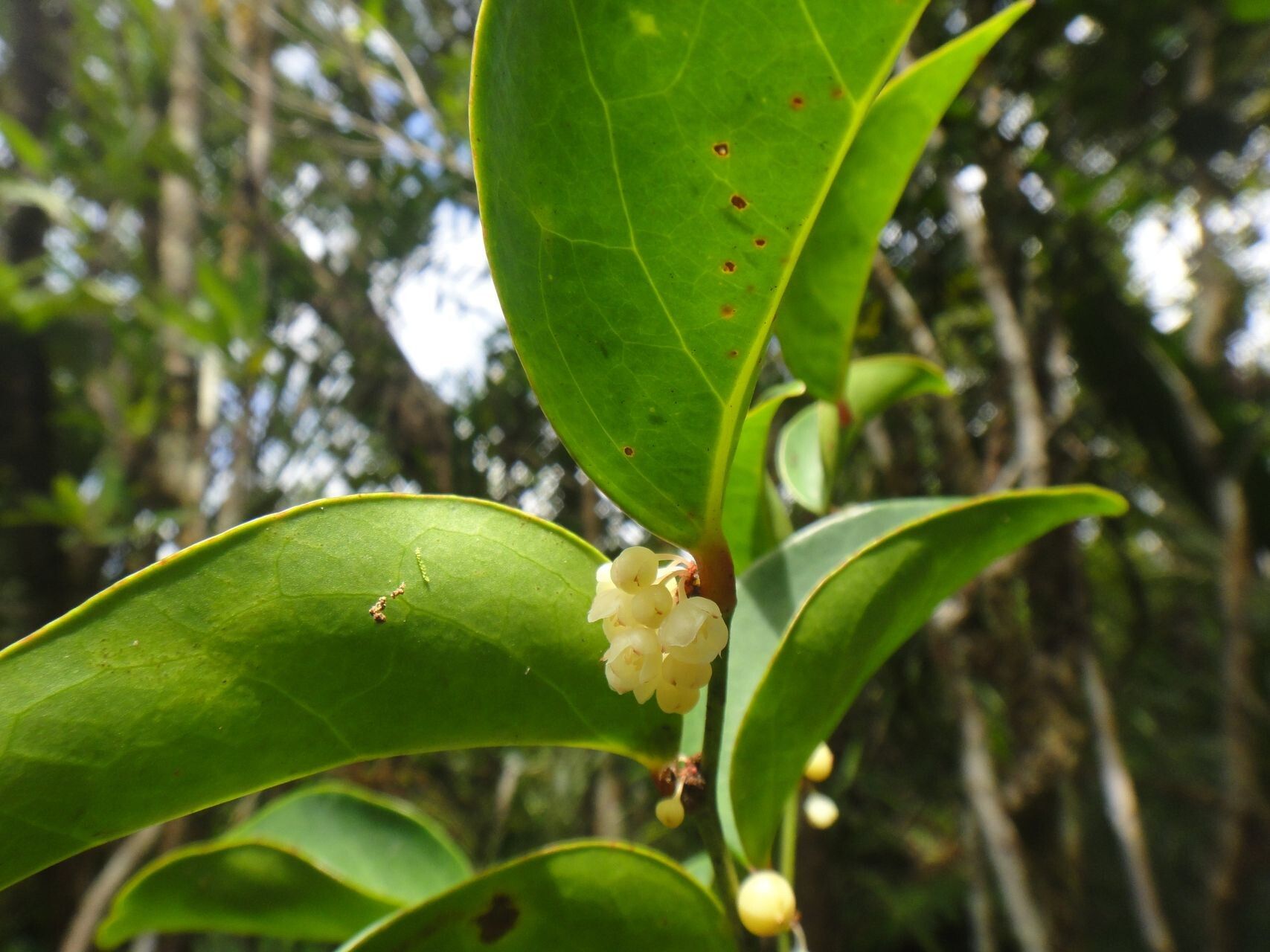 Phyllanthus gneissicus — houseplant care guide