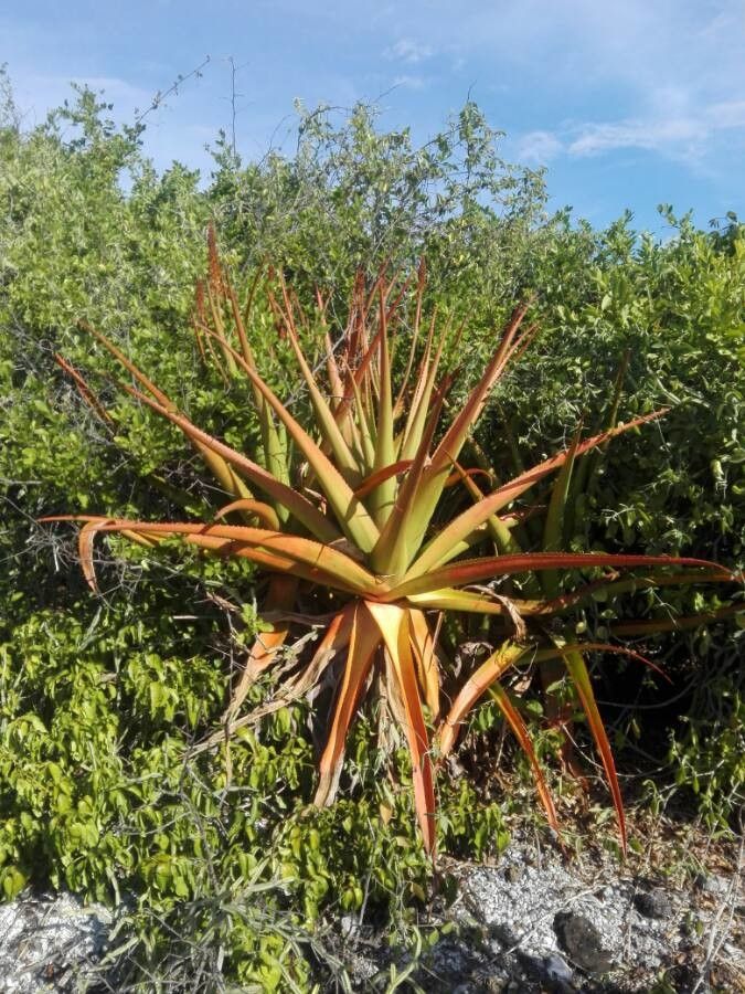 Aloe alexandrei habit
