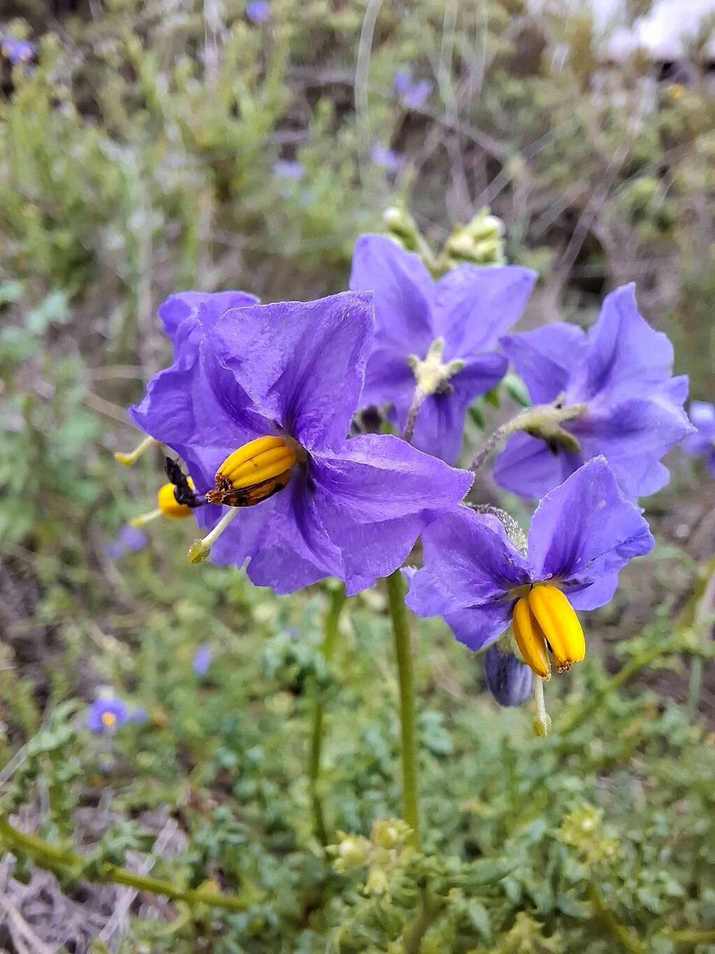 Solanum pinnatum flower