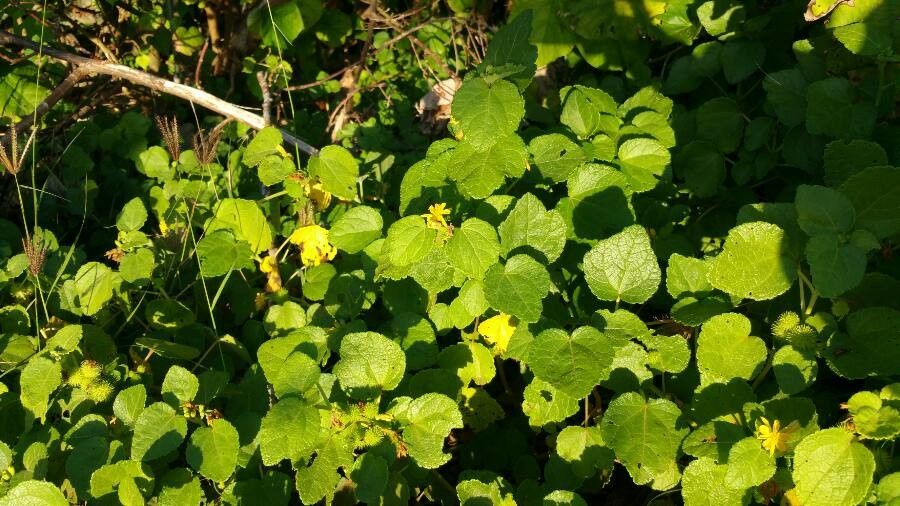 Triumfetta procumbens habit