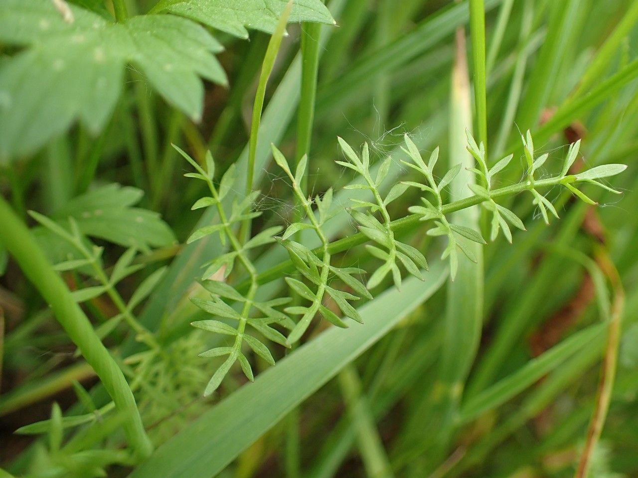 Oenanthe fistulosa fruit