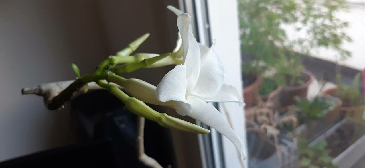 Pachypodium decaryi — search result for 'Pachypodium'