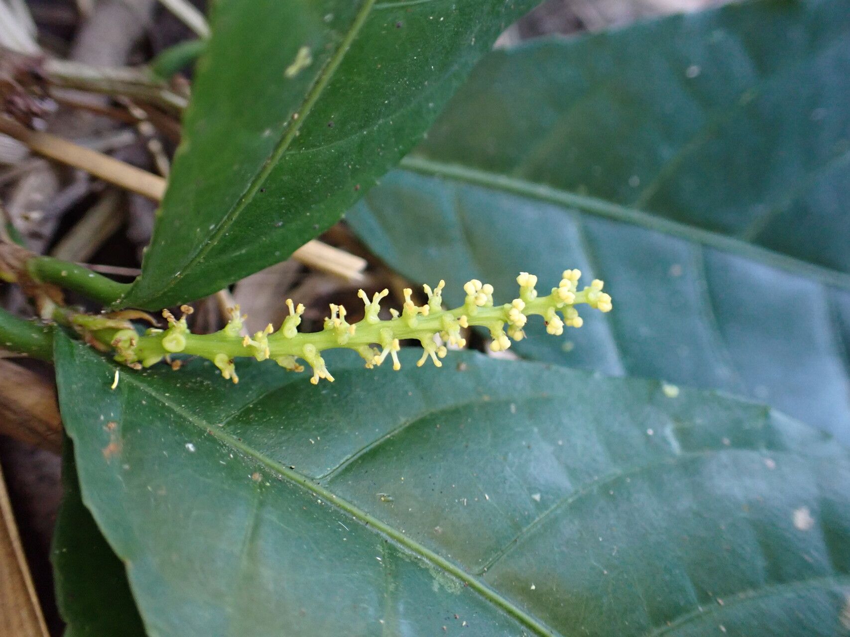 Excoecaria guineensis flower