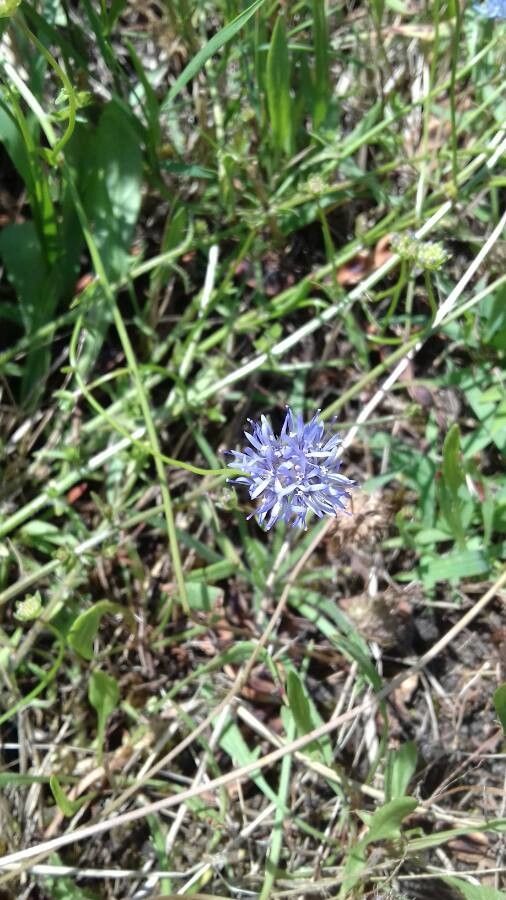 Jasione maritima flower