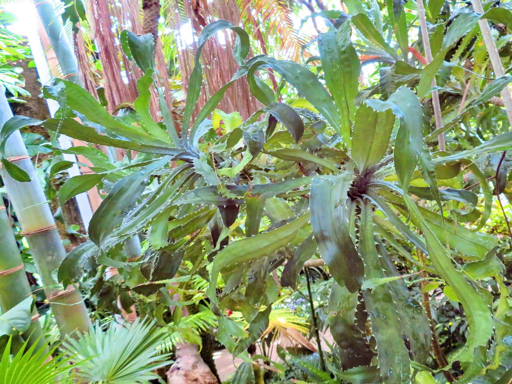 Varronia bonplandii habit