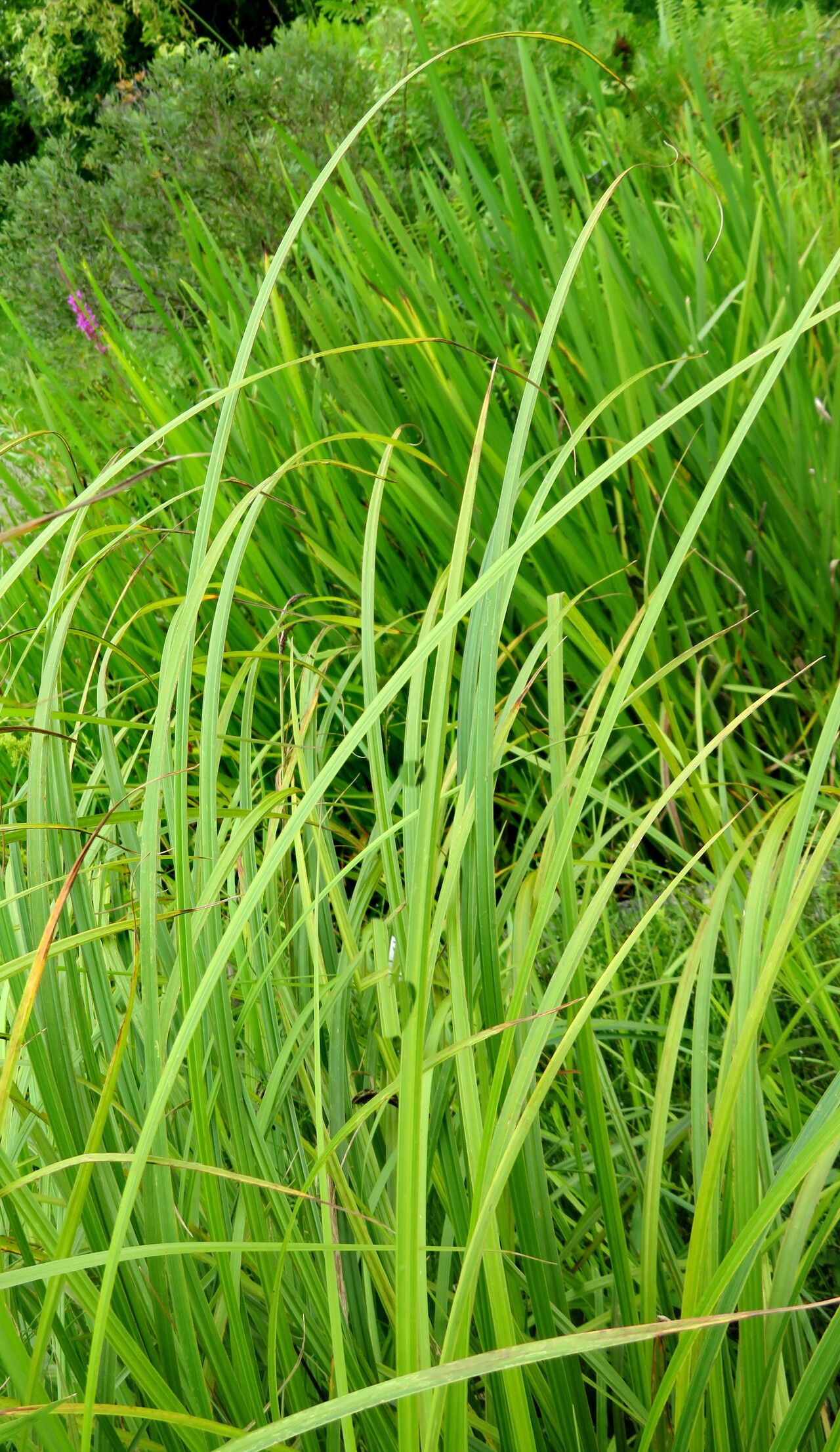 Carex randalpina — houseplant care guide