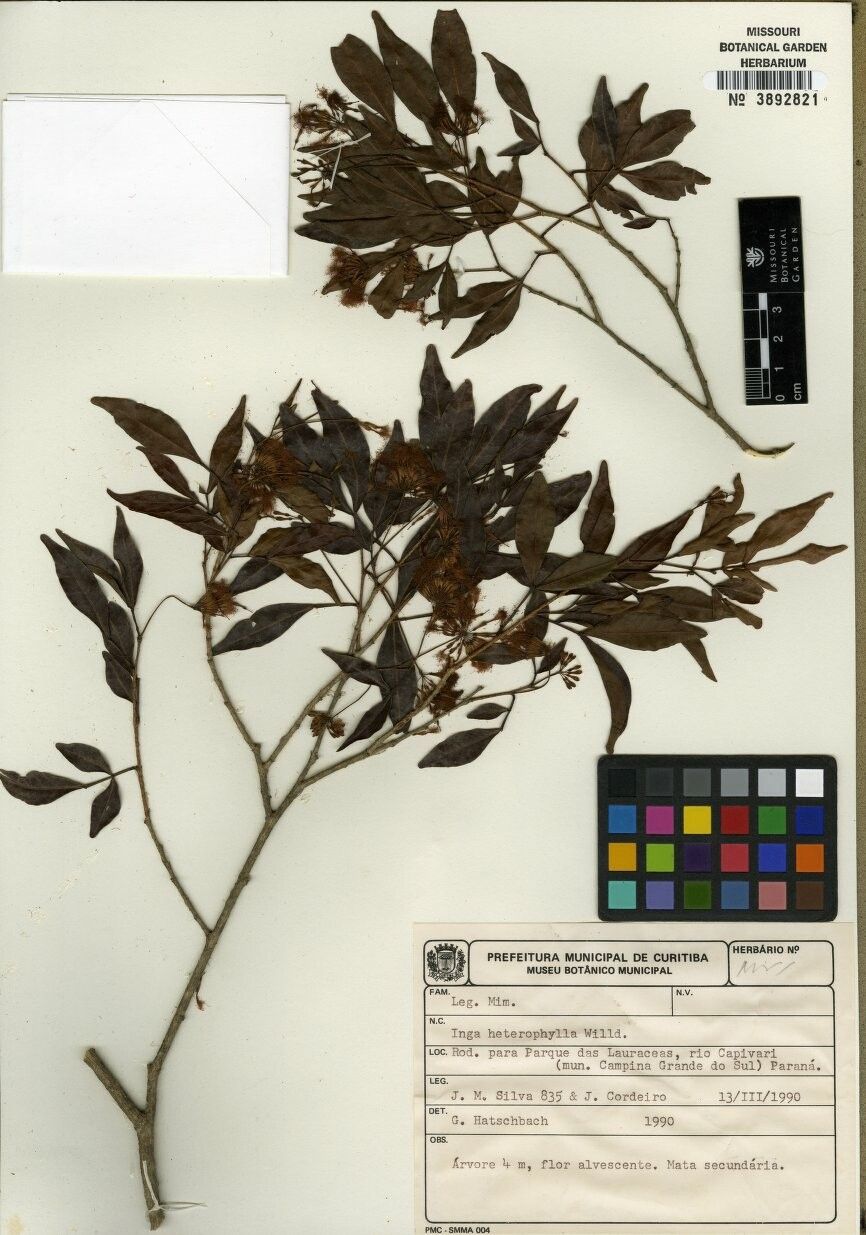 Inga heterophylla other