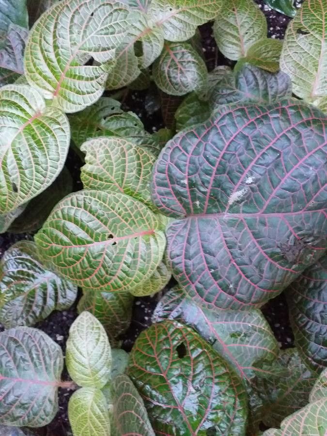 Fittonia gigantea leaf