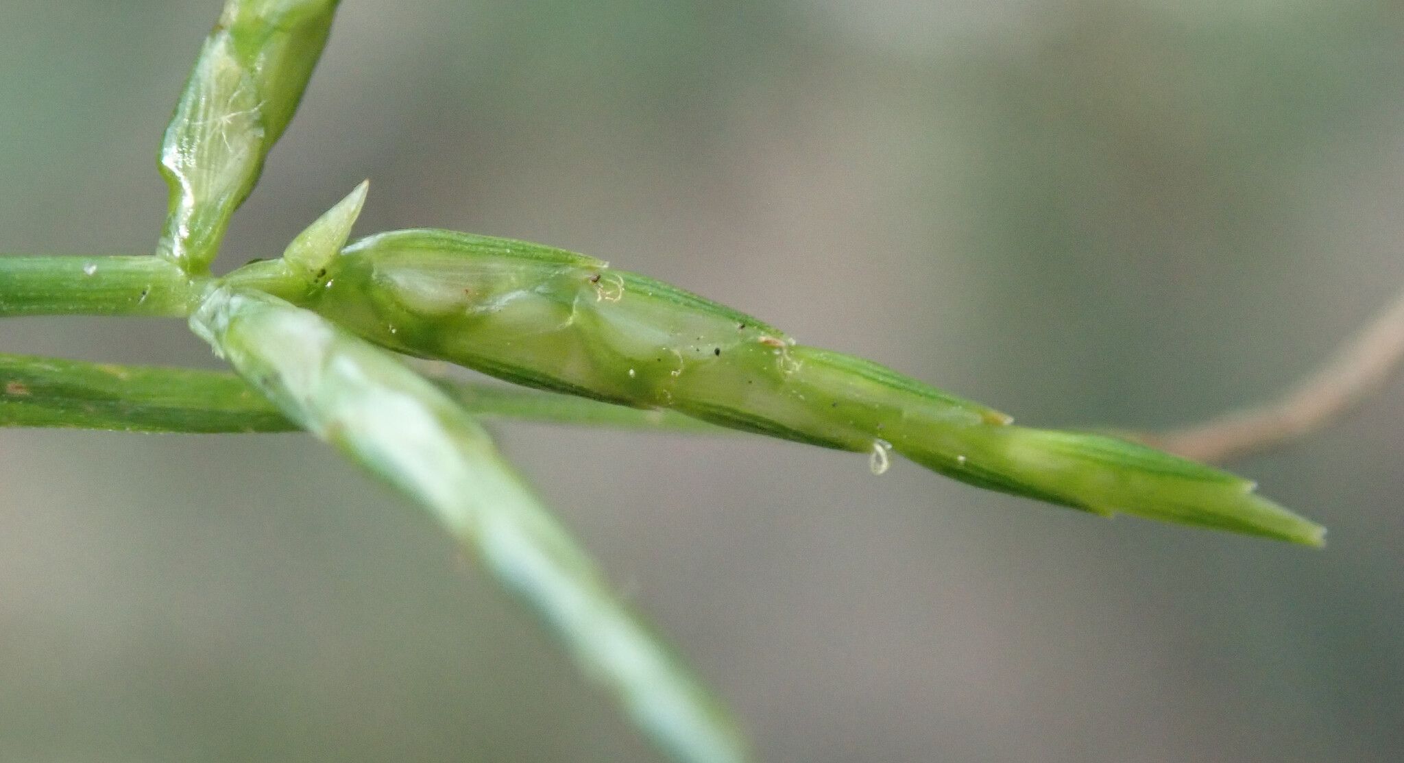 Cyperus zollingeri flower