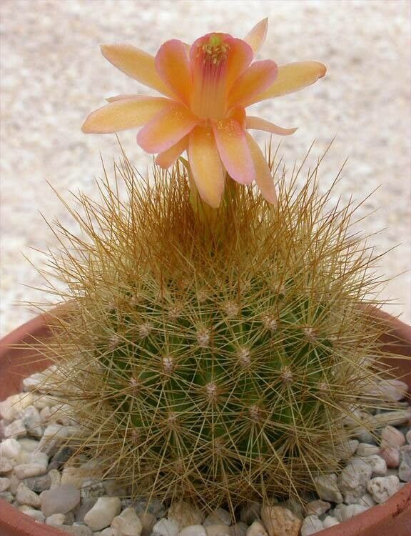 Matucana aurantiaca flower