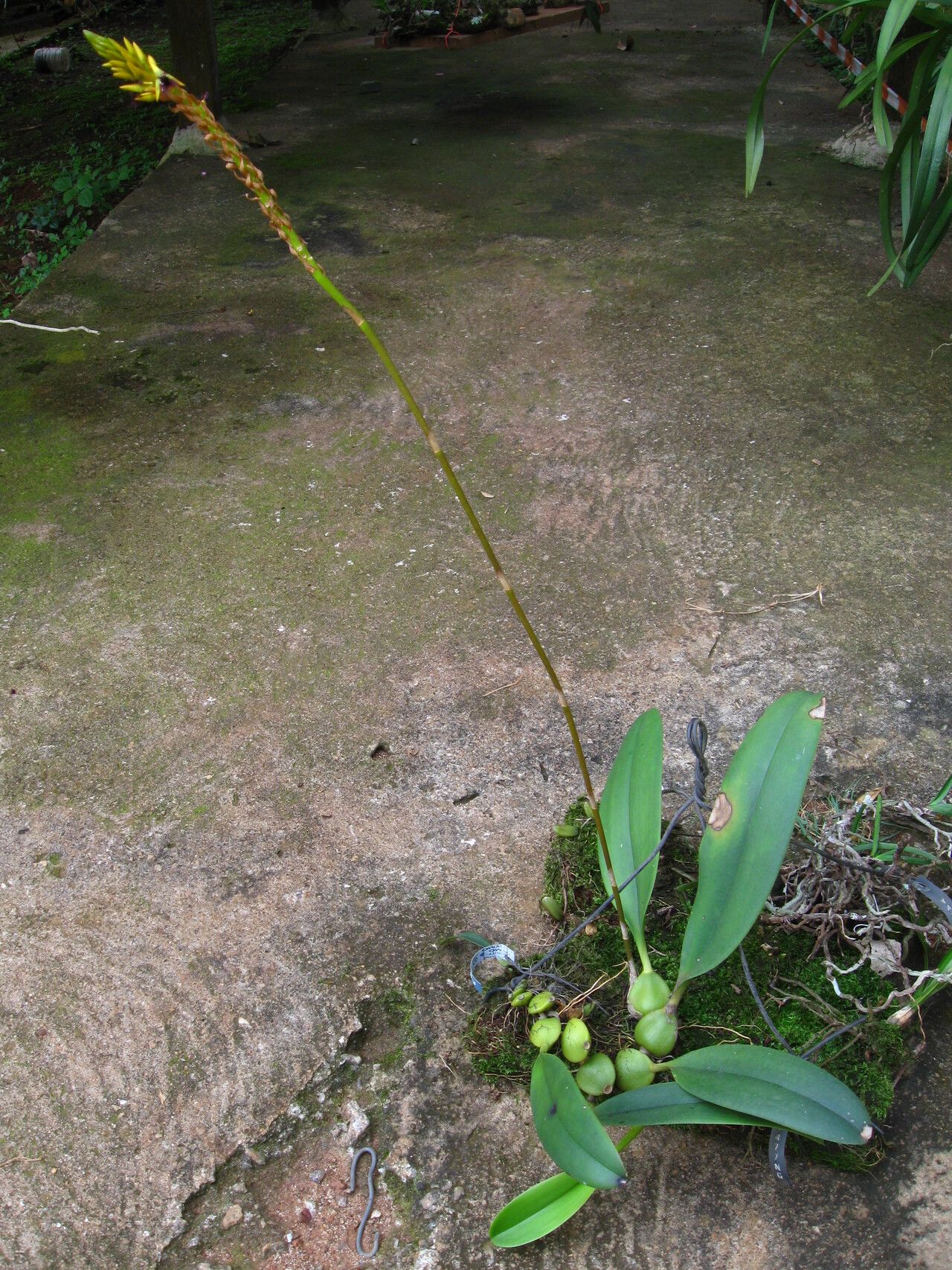 Bulbophyllum subligaculiferum habit
