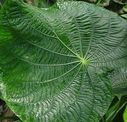 Procris repens — search result for 'Begonia'