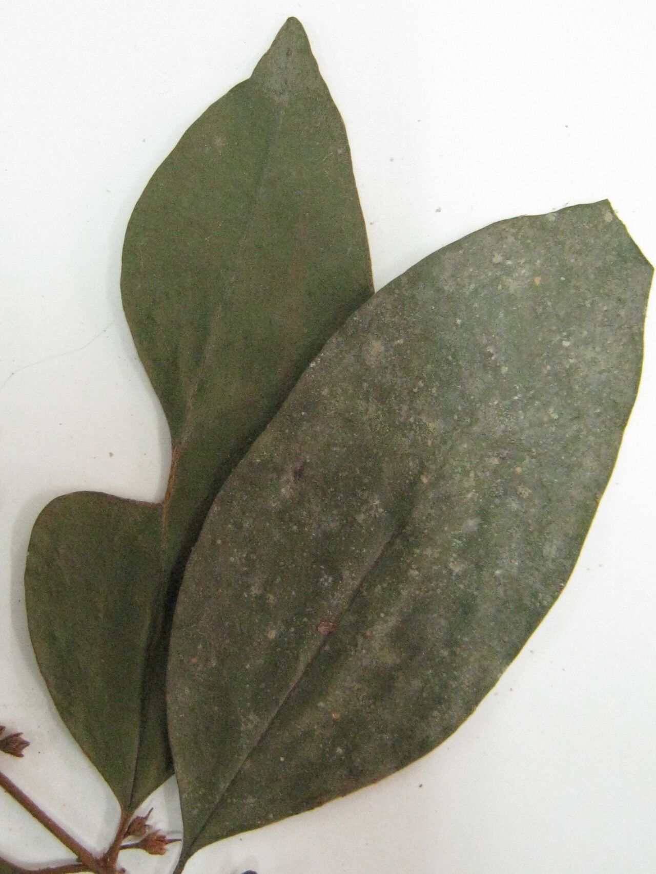 Chrysophyllum sparsiflorum other