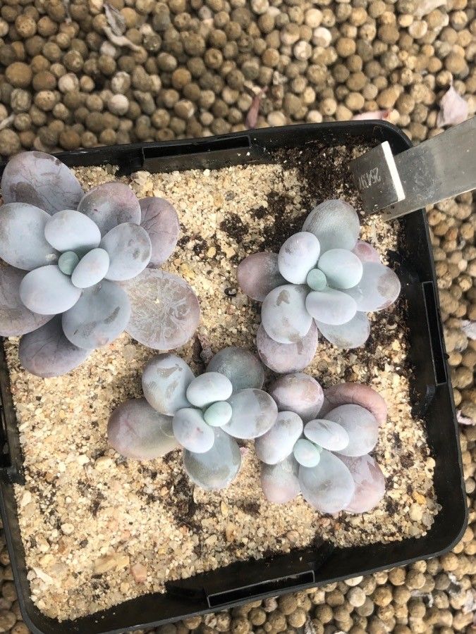 Pachyphytum oviferum
