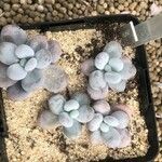Pachyphytum oviferum