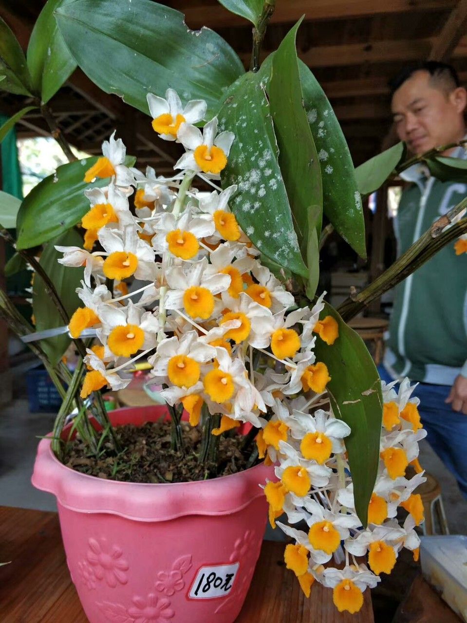 Dendrobium thyrsiflorum habit