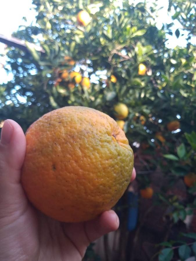 Citrus aurantiaca