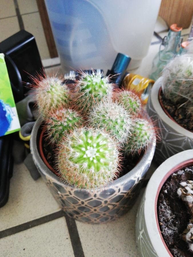 Echinocereus polyacanthus leaf